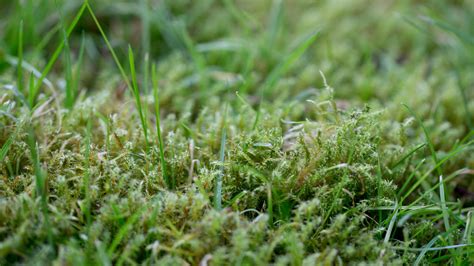 How To Get Rid Of Lawn Moss Tips For Clearing This Weed Gardeningetc