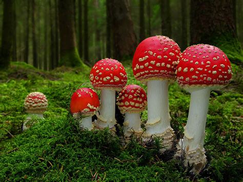 Photos Discover The Mystical World Of Mushrooms