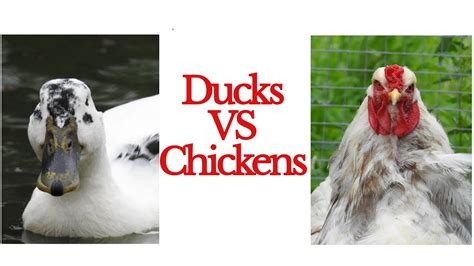 Ducks Vs Chickens Which Is The Best Pet Youtube