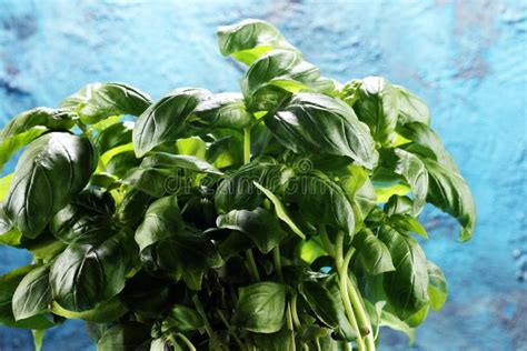 Fresh Green Basil Plant Healthy Italian Herb Stock Photo Image Of