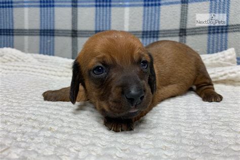 Dachshunds are scent hound dogs bred to hunt badgers and dachshund puppies for sale. Duncan: Dachshund puppy for sale near Kansas City, Missouri. | 6ce28681-f411
