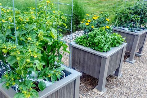 The Diy 5 Gallon Bucket Planter Box The Best Garden Experiment Ever