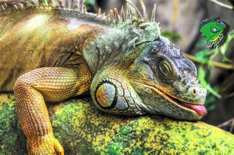 Reptiles for Sale 2018 | Strictly Reptiles | Wholesale Prices