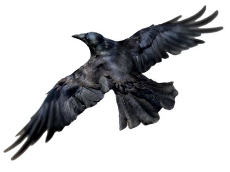 Raven Bird Png Free Download Png Mart