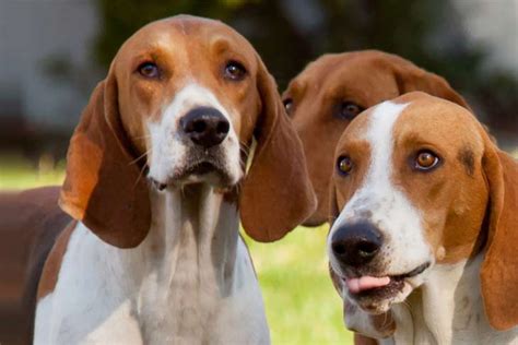 american foxhound dog breed information american kennel club