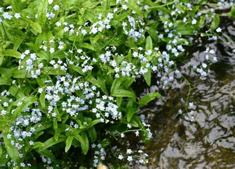 Mysotis Scorpioides Water Forget Me Not Identification Distribution