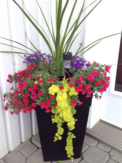 Large Potted Plant Ideas