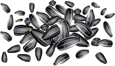 Free 125 Clipart Sunflower Seeds Png Svg Png Eps Dxf