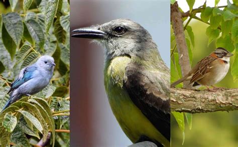 ¿cuáles Son Las Aves Más Vistas Por Los Colombianos