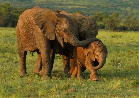 Elefanten Jungtiere Foto And Bild Natur Tiere Wildlife Bilder Auf