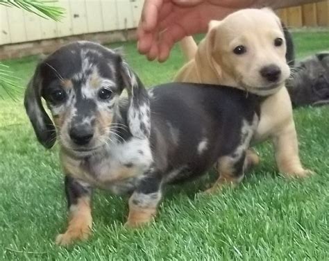 These dogs are elongated and muscular with short legs. Dachshund Puppies For Sale | Indianapolis, IN #213699
