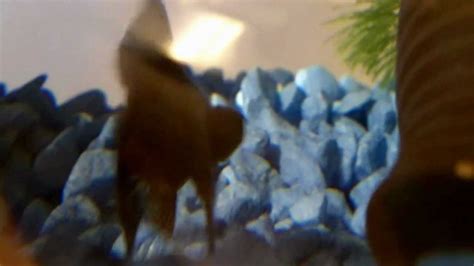 Smallest Gold Fish In The World Black Moor And Fantail Goldfish