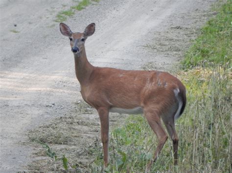 Mammal Female Deer Dirt Road Kg 1 North Carolina Wetlands