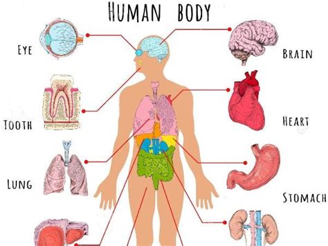 human body organs teaching resources