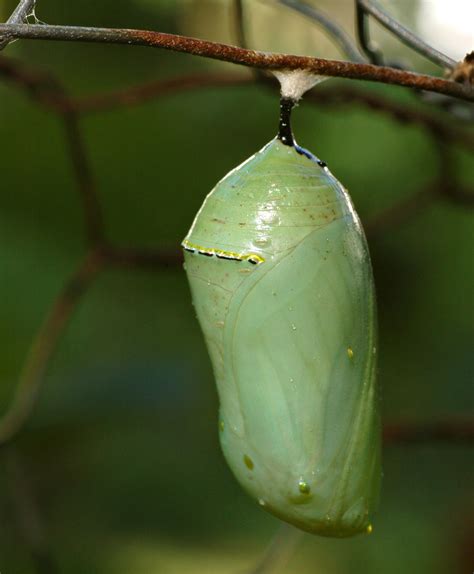 7 Monarch Butterfly Pupa Photos In Biological Science Picture Directory