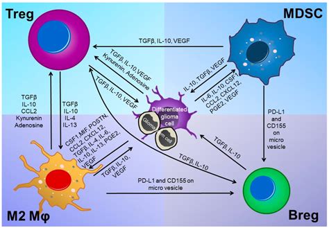 Complex Crosstalk Among Tumor Cells And Various Immune Cells In Glioma