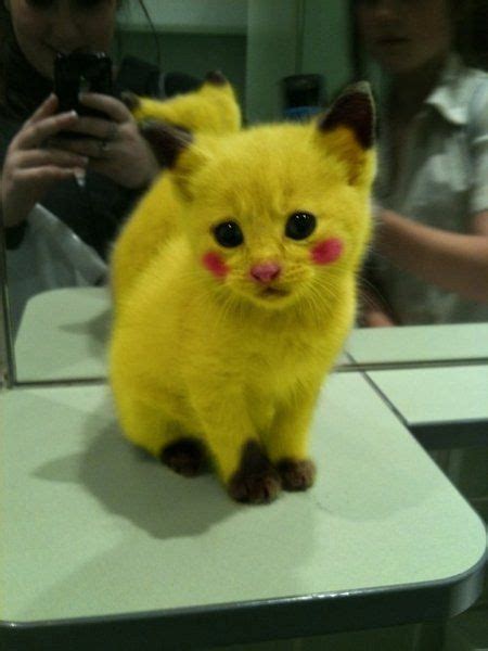 Pikachuu I Choose U Apparently Cutest Kitten In Whole