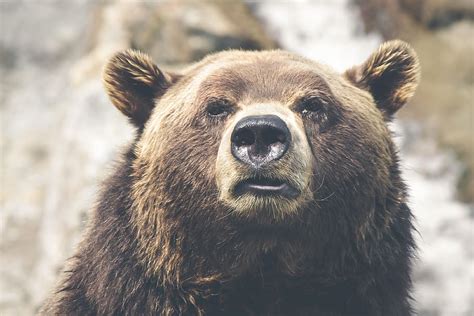 Bear Animal Fur Face Nose Ears Mouth Eyes Animal Themes Mammal