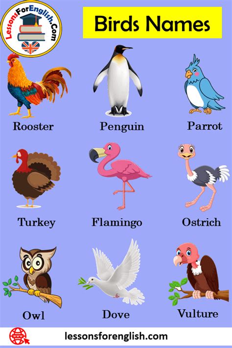 100 Birds Name In English Definition And Example Sentences Lessons