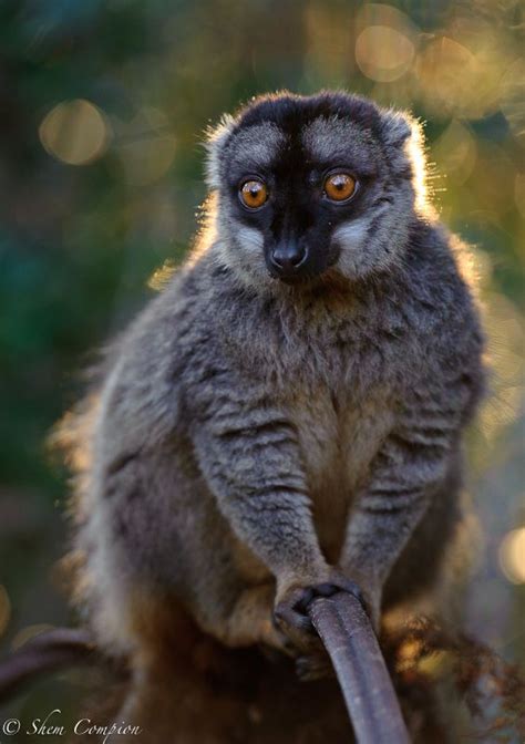 Lemur By Shem Inja Shem Compion Lemurs Wildlife Photography