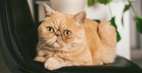 Exotic Shorthair Pros And Cons 14 Tips You Need To Know