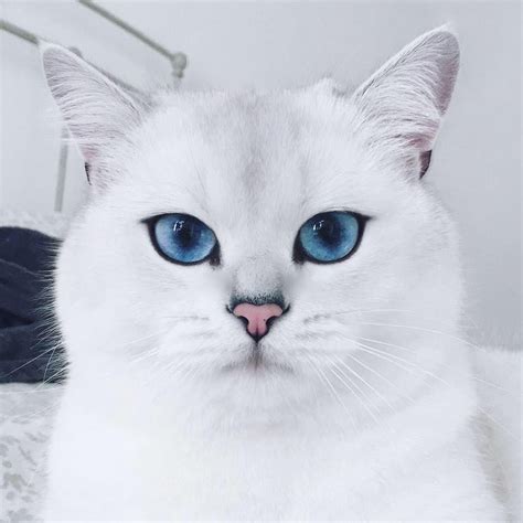 Coby The Cat With The Most Beautiful Eyes In The World Cute Cats