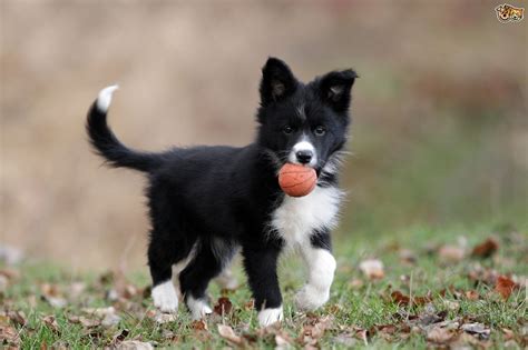 Border Collie Dog Breed Facts Highlights And Buying Advice Pets4homes