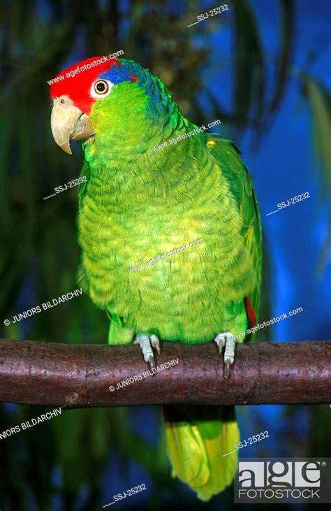 Mexican Red Head Amazon On A Bough Red Crowned Parrot On A Bough