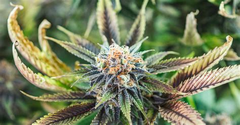 Just because certain medical marijuana strains are not on this list for a certain condition does not mean that they will not be effective. Trending Cannabis Strains - Every State's Next Big Weed ...