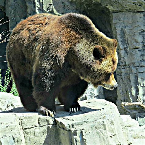 Grizzly Bear Central Park Zoo New York City Grizzly Bear Grizzly