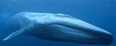 75 Incredible Blue Whales Facts