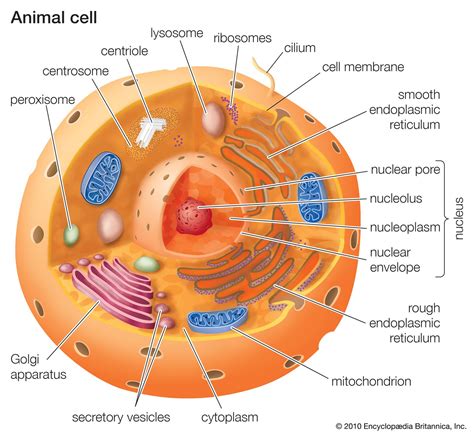 Is a red blood cell an animal cell or plant cell. Biology Pictures: Animal Cell Diagram | Animal cell ...