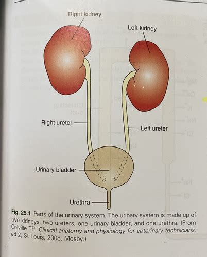 Chapter 25 Anatomy And Physiology Of The Urinary System Flashcards