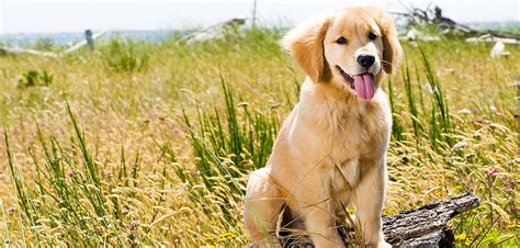 Puppies, are not programmable and do not all reach the exact same level. Four Challenges for Golden Retriever Puppy Training