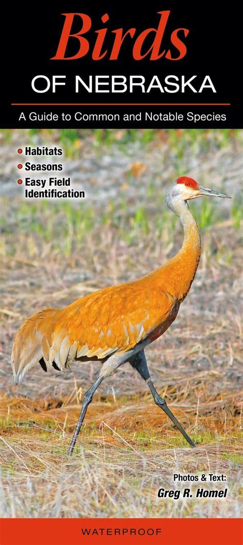 Birds Of Nebraska A Guide To Common And Notable Species Greg R Homel