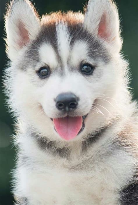 This Husky Puppy Is So Cute Raww