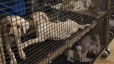 9 Ohio Puppy Mills Brokers Listed On Horrible Hundred List