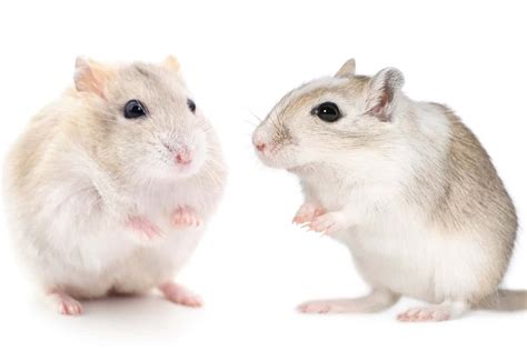 Hamster Vs Gerbil Differences Similarities