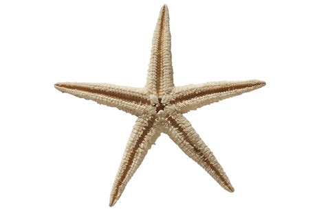 Starfish Skeleton Free Stock Photo Public Domain Pictures
