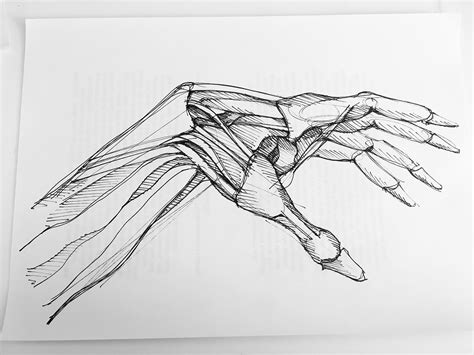 Human Anatomy Sketches On The Art Institutes Portfolios
