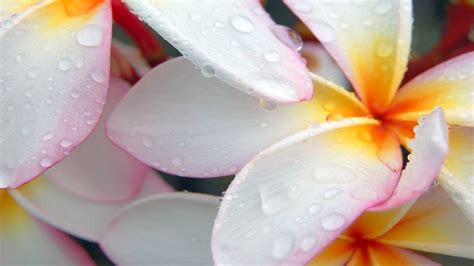 Flowers Plumeria Water Drops Wallpapers Hd Desktop And Mobile