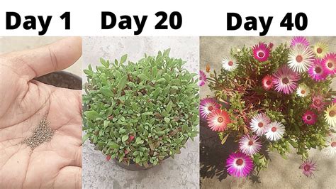 Seeds To Flower How To Grow Ice Plant From Seeds How To Plant Ice