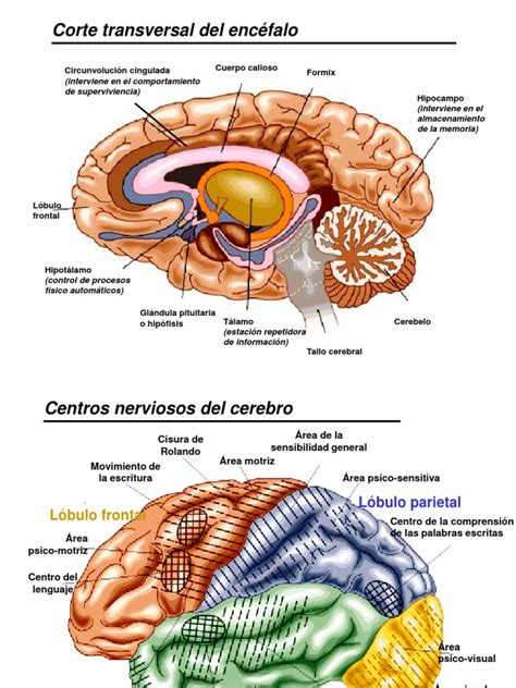 Cerebro2