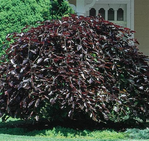 Purple Fountain Weeping Beech Plants Bulbs And Seeds At