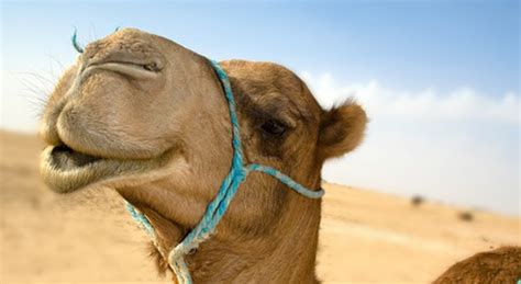 Camels eat hay in the desert of dubai stock photo: Camel Facts, Pictures and Habitat Information