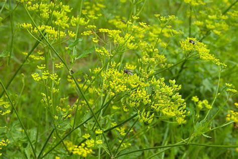 990 Wild Parsnip Stock Photos Pictures And Royalty Free Images Istock