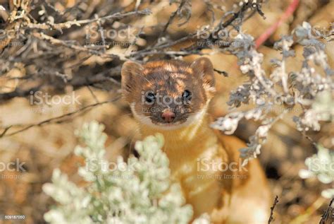 Short Tailed Weasel Stock Photo Download Image Now Weasel