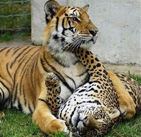 Black jaguar cub born at the big cat sanctuary! Unusual Tiger & Cheetah (or Jaguar?) together | Wild cats ...