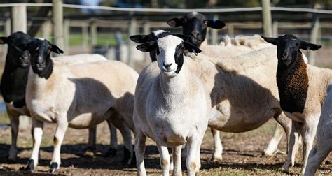Buy Dorper Sheep For Sale In Cape Town South Africa
