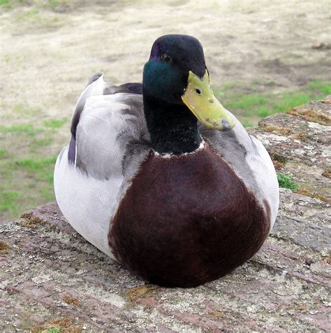 Unsolicited Duck Pics